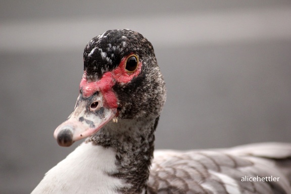 Moschusente (Cairina moschata)